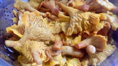 Вареные грибы лисички