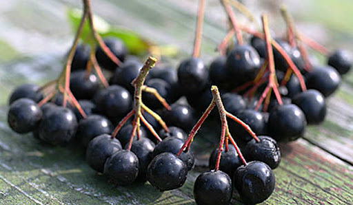 Лечебные и питательные свойства черноплодной рябины